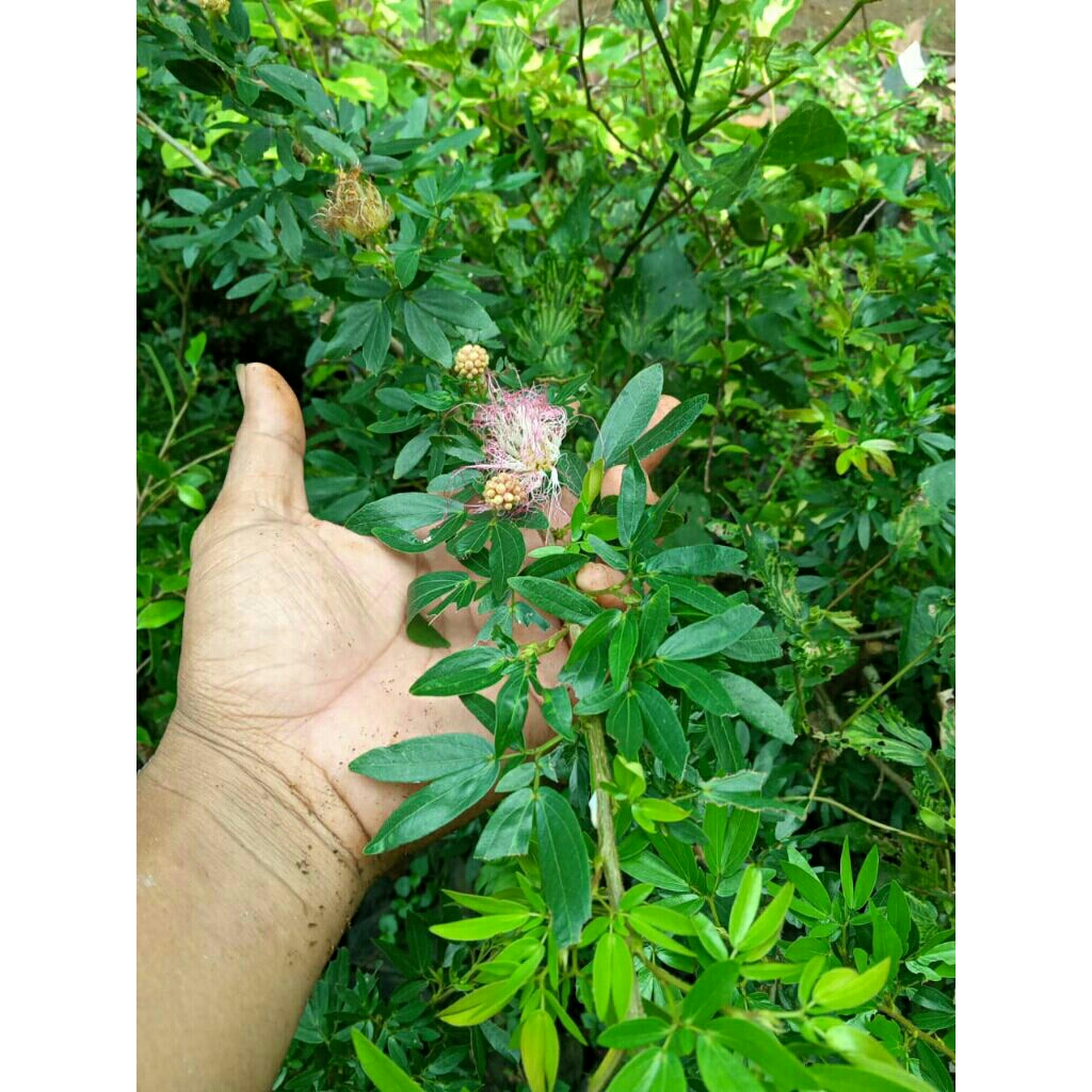 bibit bonsai sulimaraja / kaliandra