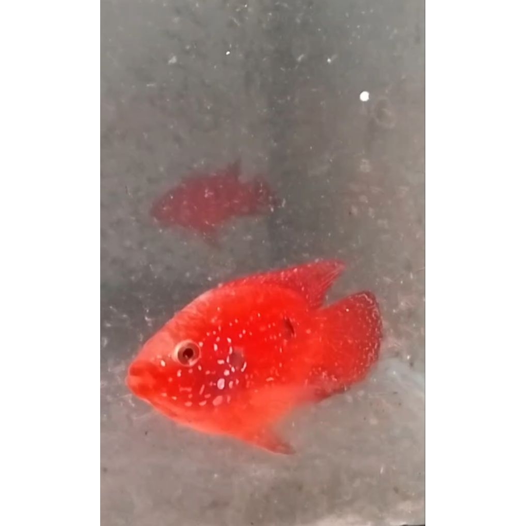 red jewel cichlid
