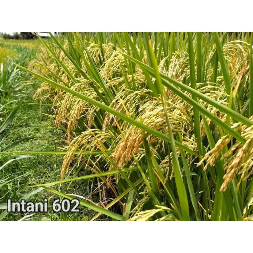 (1 KG) Benih Padi Super Hibrida INTANI 602 Kualitas Unggul