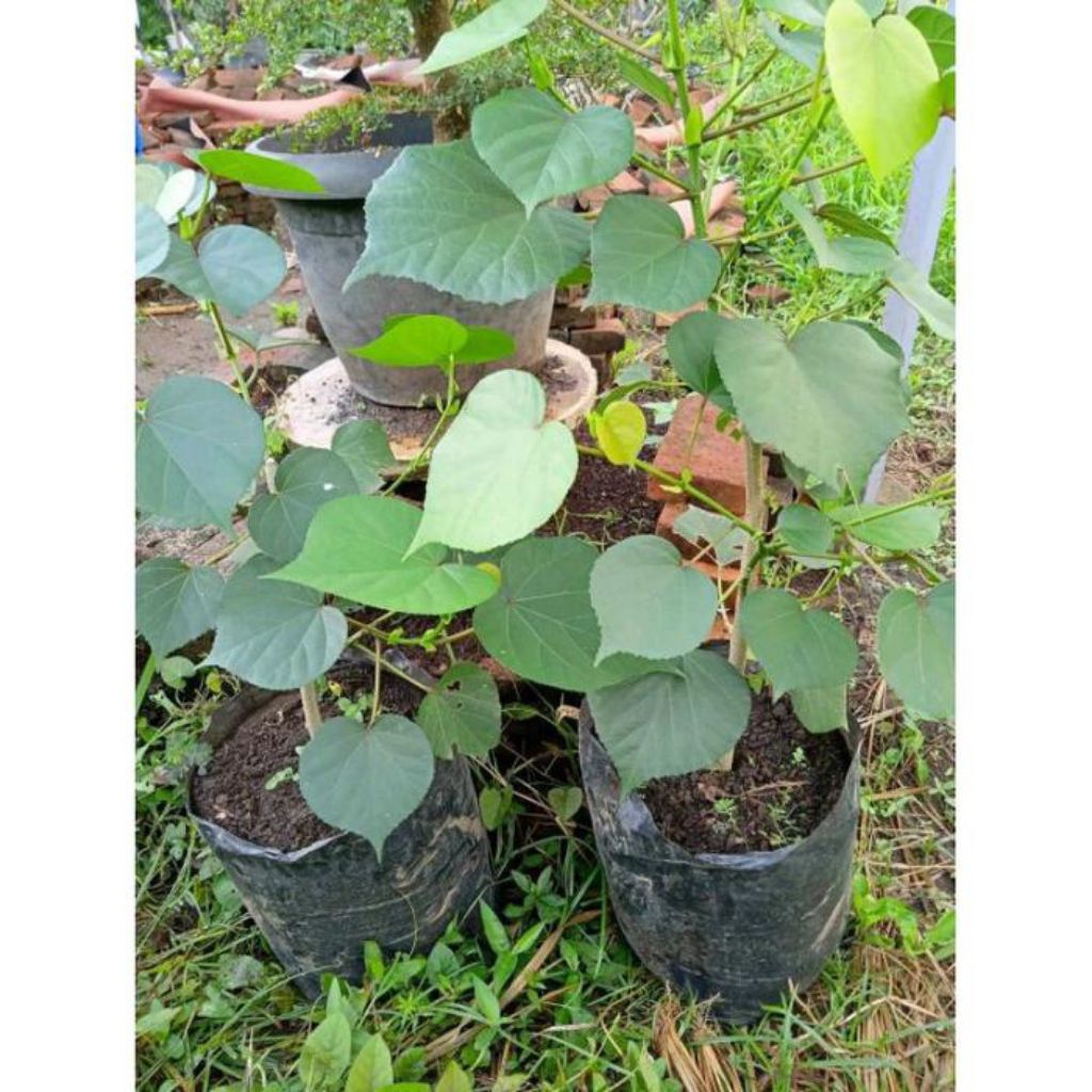 Bibit waru india 50-60cm tanaman bonsai