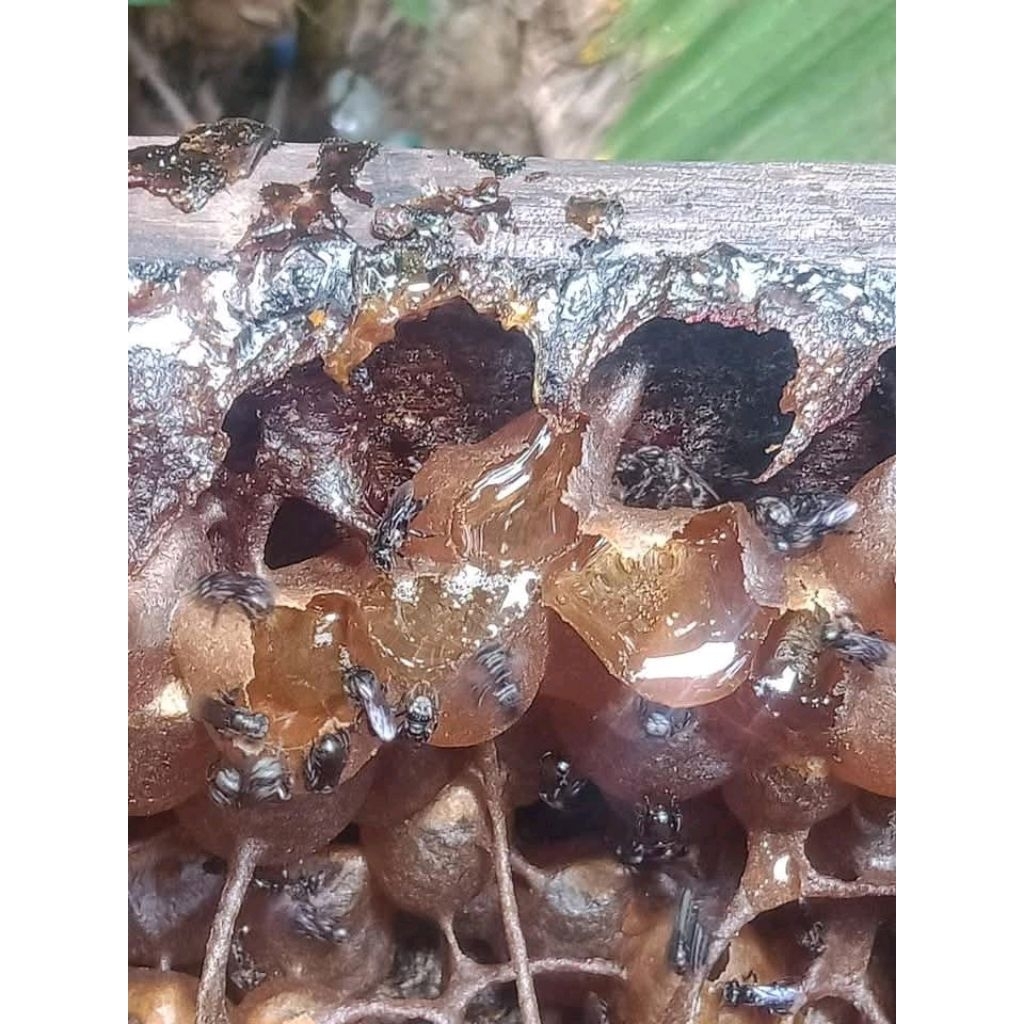 Bibit Kelulut Itama Super (Trigona itama) Siap Produksi Madu Alami