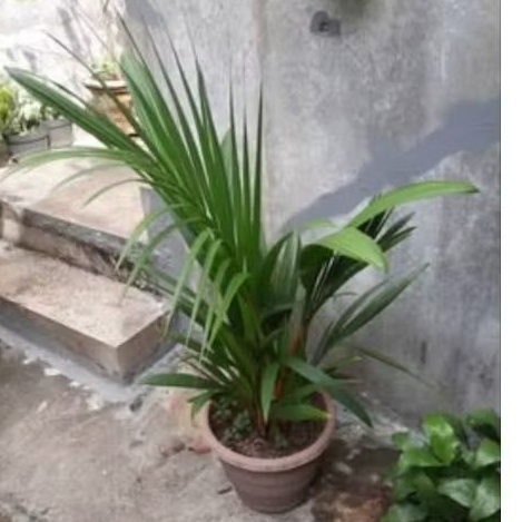 Tanaman palem merah sedang hidup.