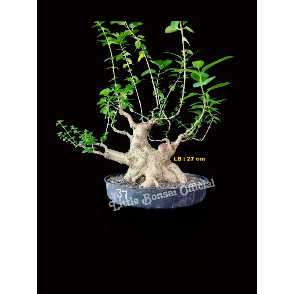 Bonggol Sancang / Bonsai Sancang Small