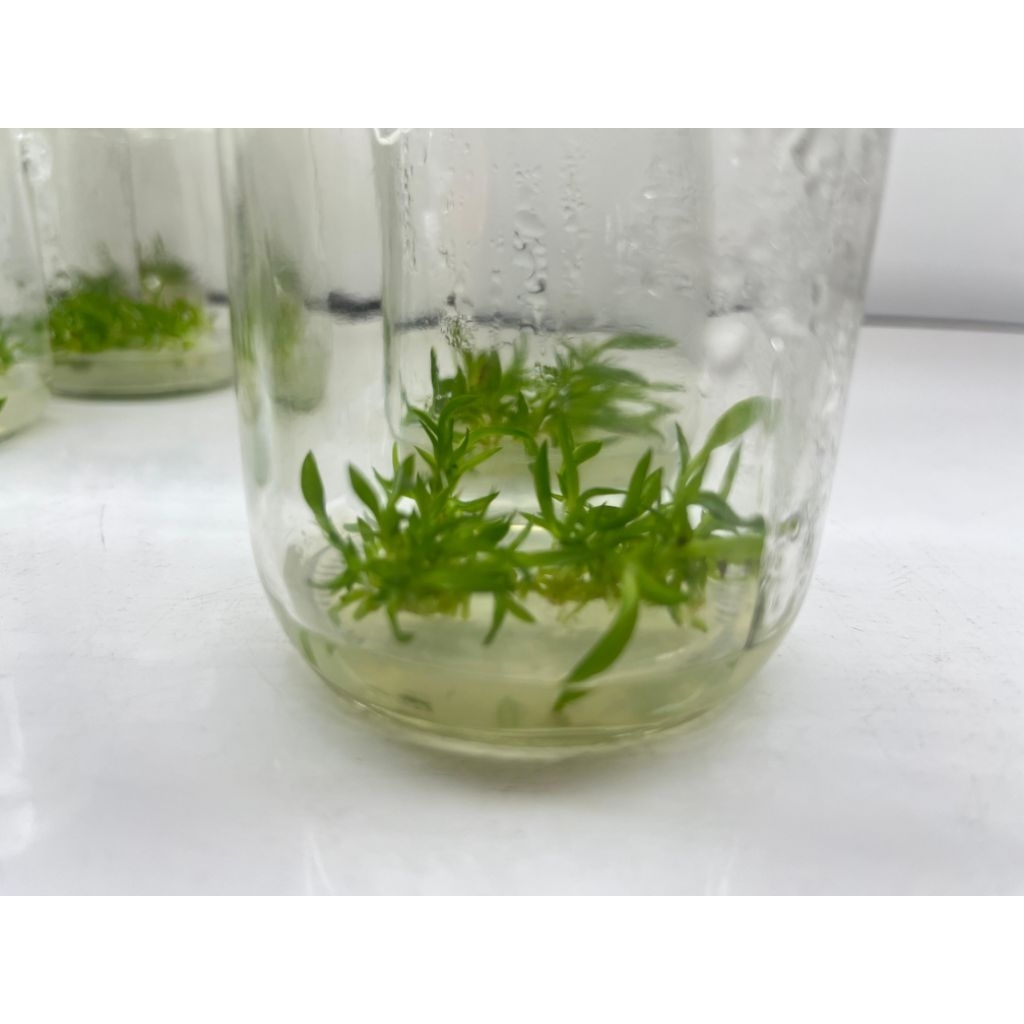 Plantlet Anggrek Dendrobium Kumala Tahap Multiplikasi – Asli Kultur Jaringan, Bibit Unggul