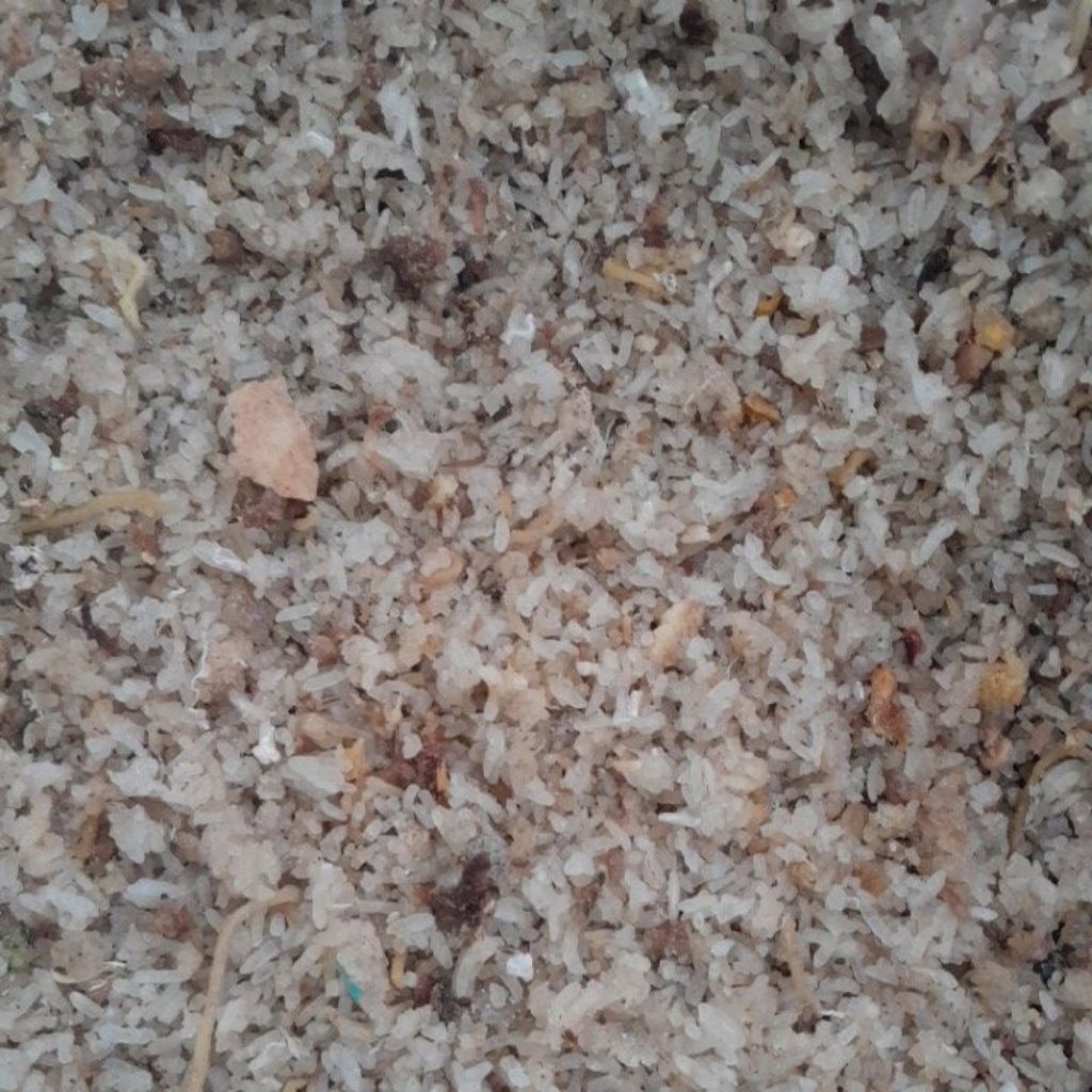 karak nasi aking nasi aron nasi kering pakan ternak