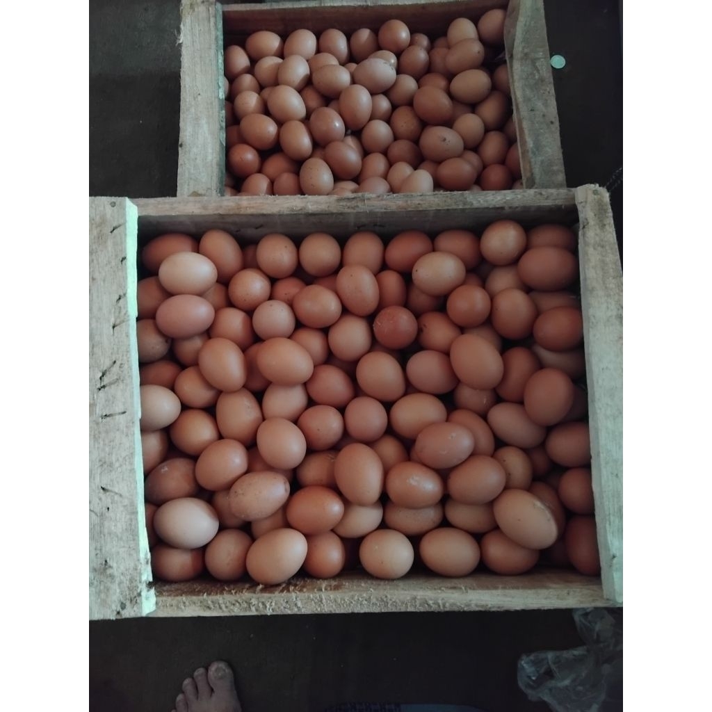 telur 1 peti 10 kg fresh baru dari kandang