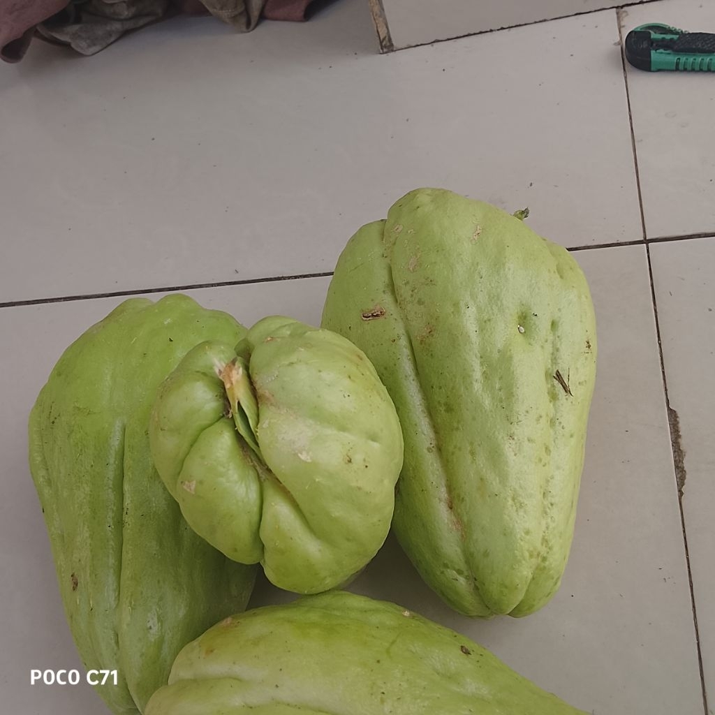 bibit labuSiam siam/5biji