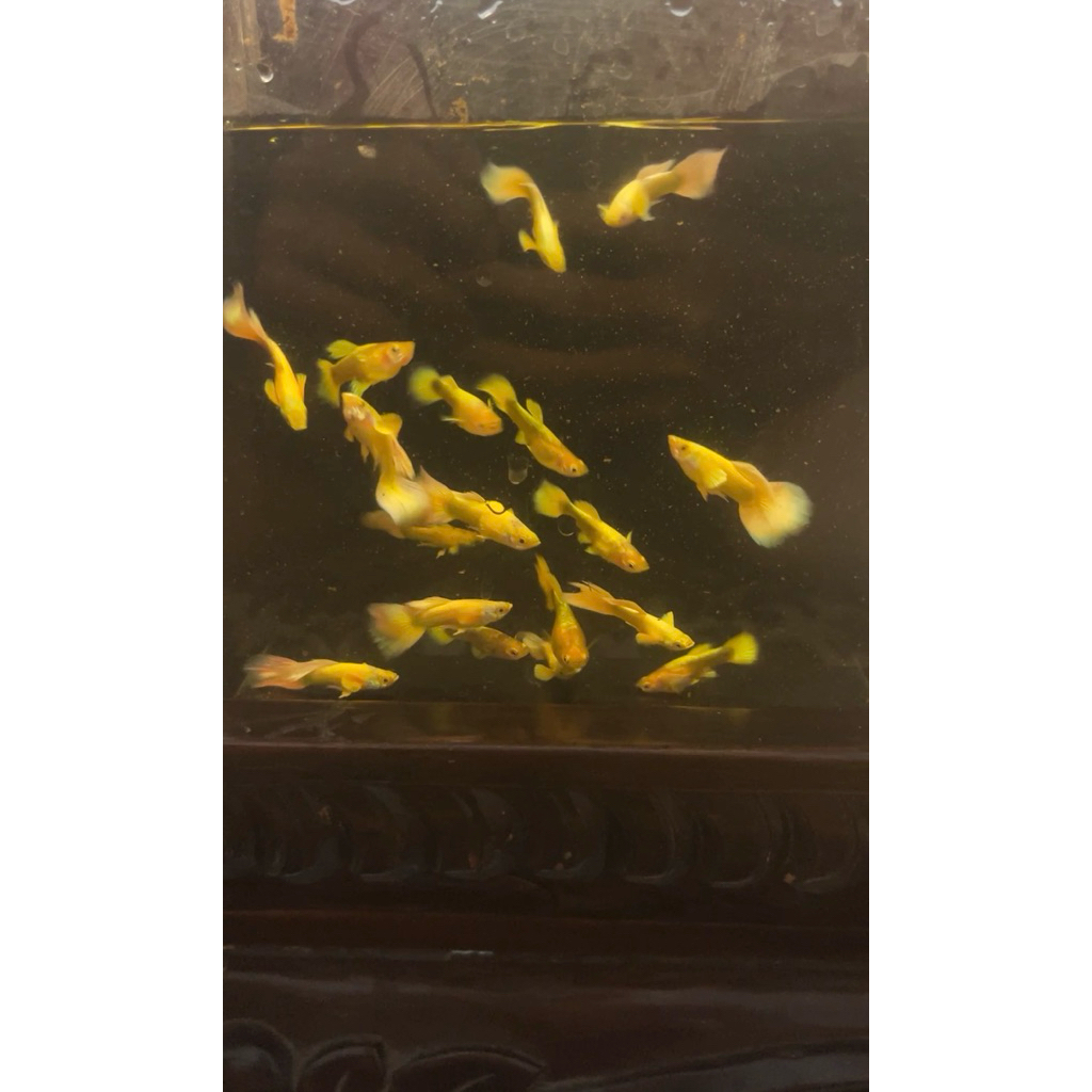 IKAN GUPPY FULL GOLD SEPASANG, WARNA MENYALA KUALITAS KONTES