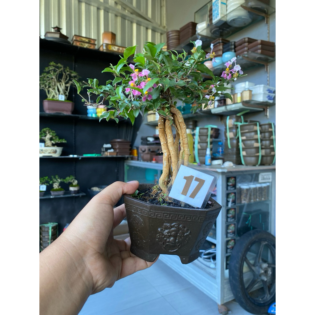 bonsai sakura micro