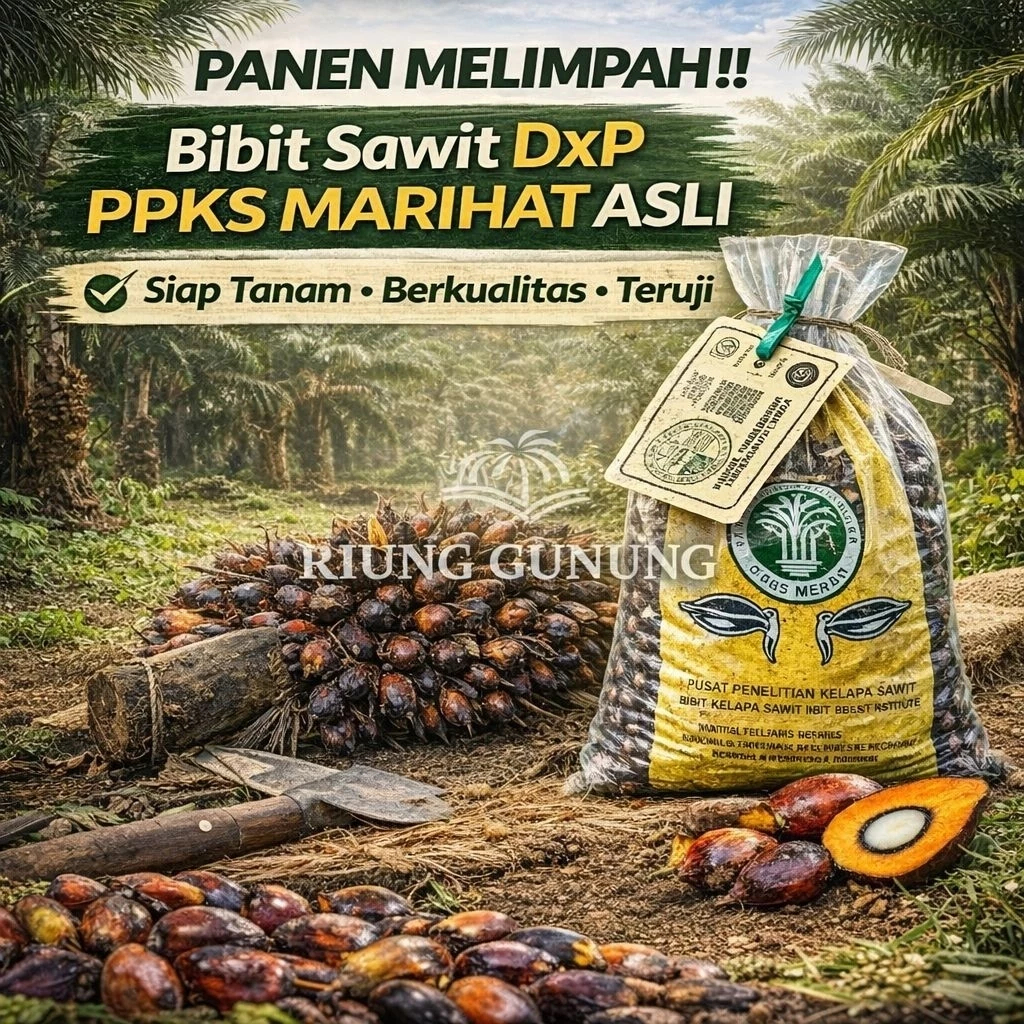 Bibit DxP PPKS Marihat Asli , Kecambah Sawit Unggul , Siap Tanam & Bersertifikat exp 2027