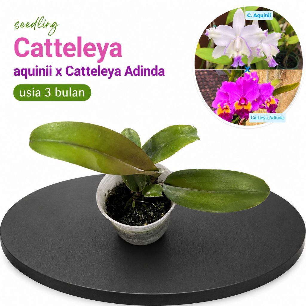 Seedling Cattleya Aquinii x Cattleya Adinda Bibit Anggrek Cattleya Hybrid Tanaman Hias Anggrek Kolek