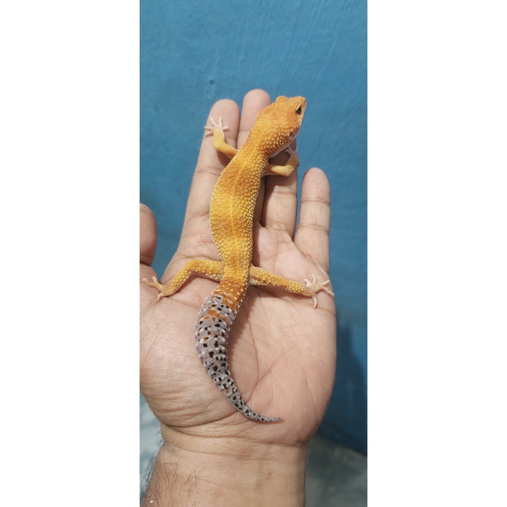 Mainan Leopard Gecko Tangerine Enigma