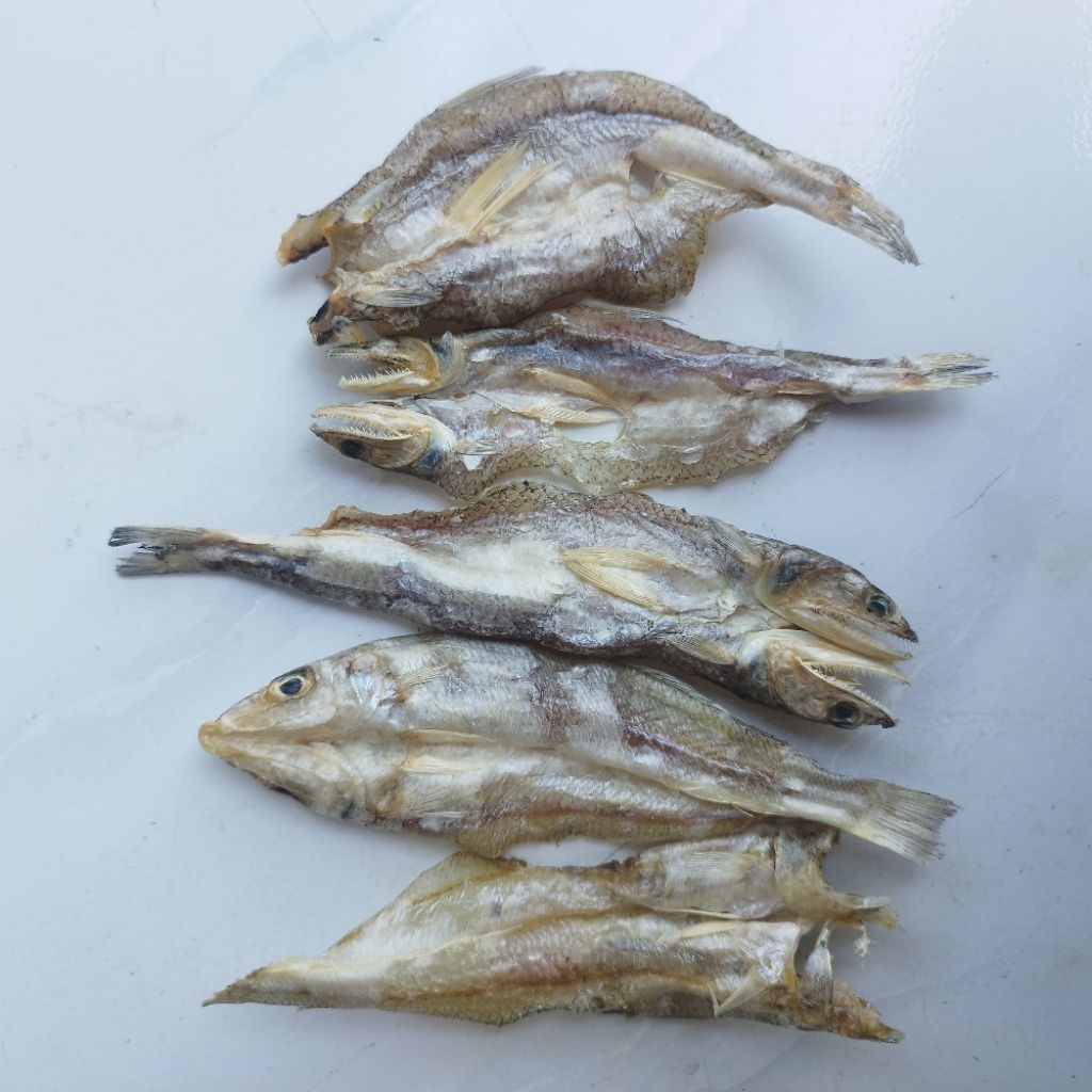 Ikan Rejung Kaca Piring Kering Premium