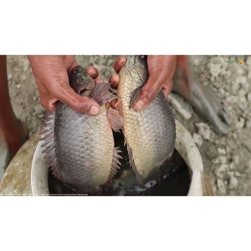 IKAN BETOK PAPUYU BANGKOK SUPER JUMBO - Bibit Budidaya Unggul Kolam Aquarium Aquascape Berizin Resmi