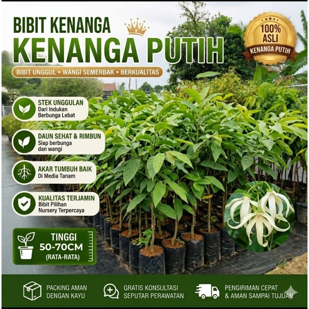 Bibit Tanaman Bunga Kenanga Putih Wangi Siap Tanam