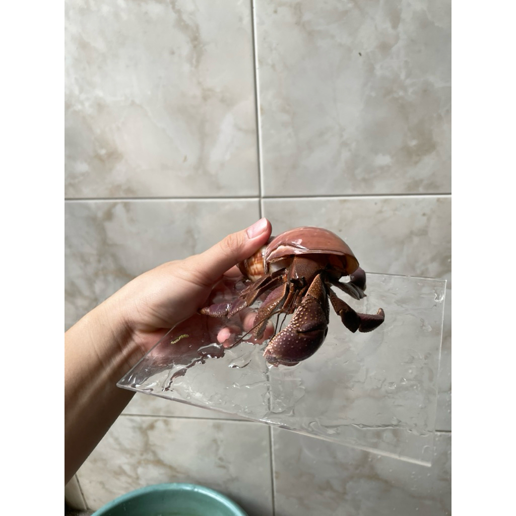 Hiasan Kelomang cangkang siput alam, kelomang brevimanus Jumbo , kelomang darat size XL+ warna cerah