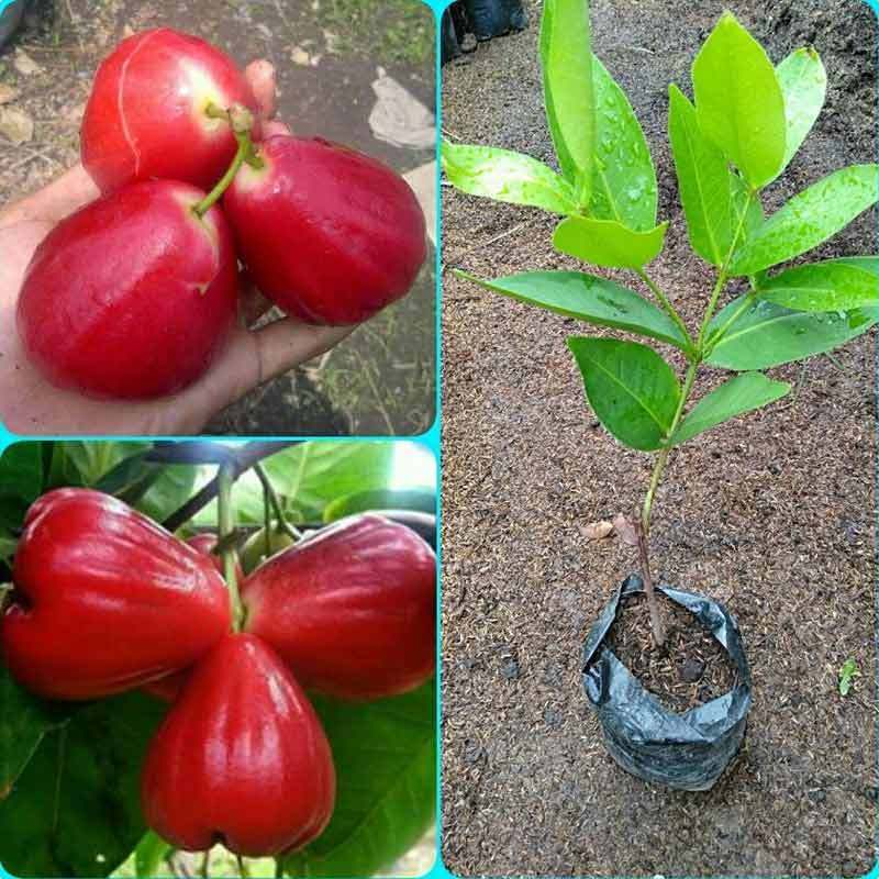 Bibit jambu air citra super manis