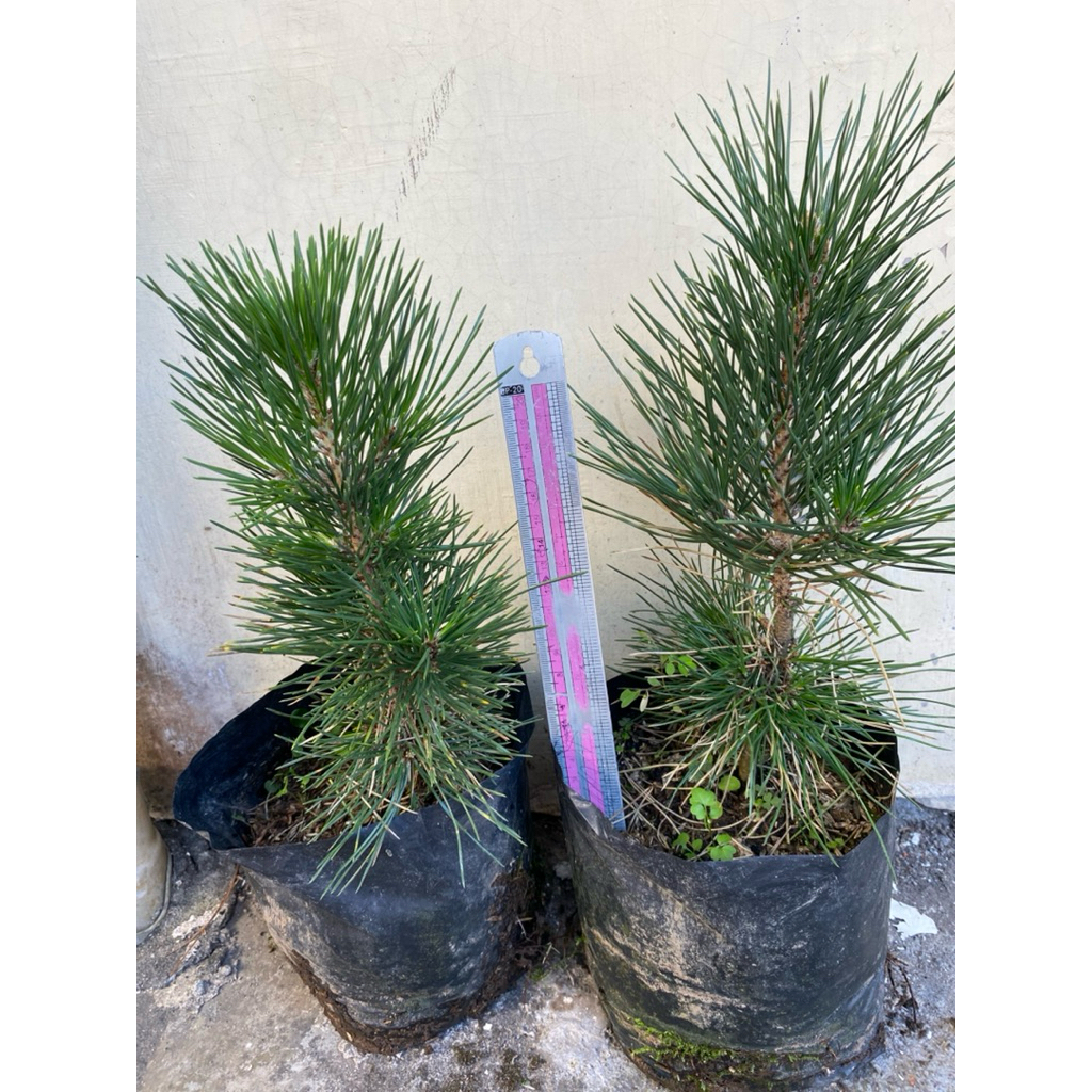Bibit Bonsai Pinus Black Pine / Blackpine (TINGGI 25cm)