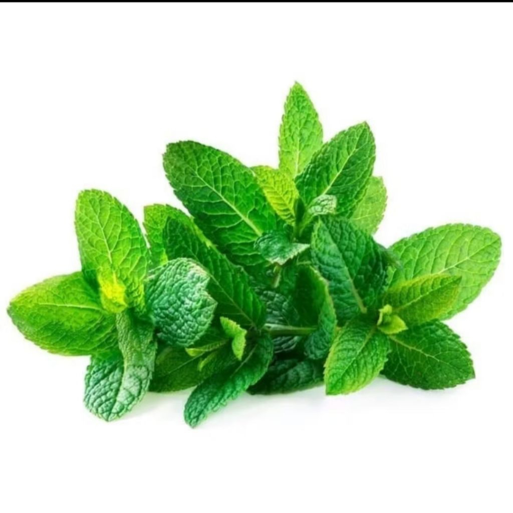Daun Mint Segar Jual Kemasan Pack