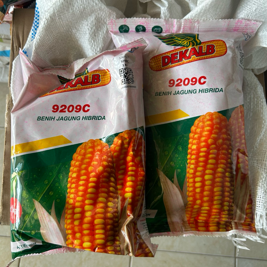 JAGUNG HIBRIDA DEKALB (DK79C KUAT) 1Kg