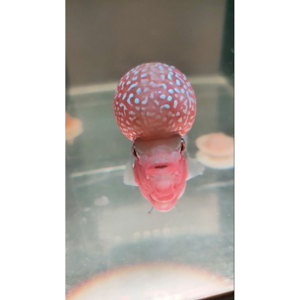 ikan lohan srd 2/3 jari +box +garansi