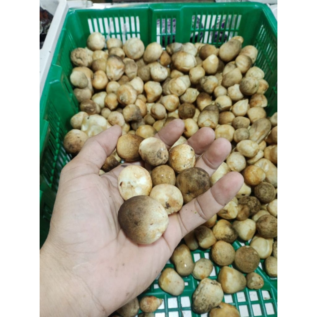 jamur merang segar 1kg