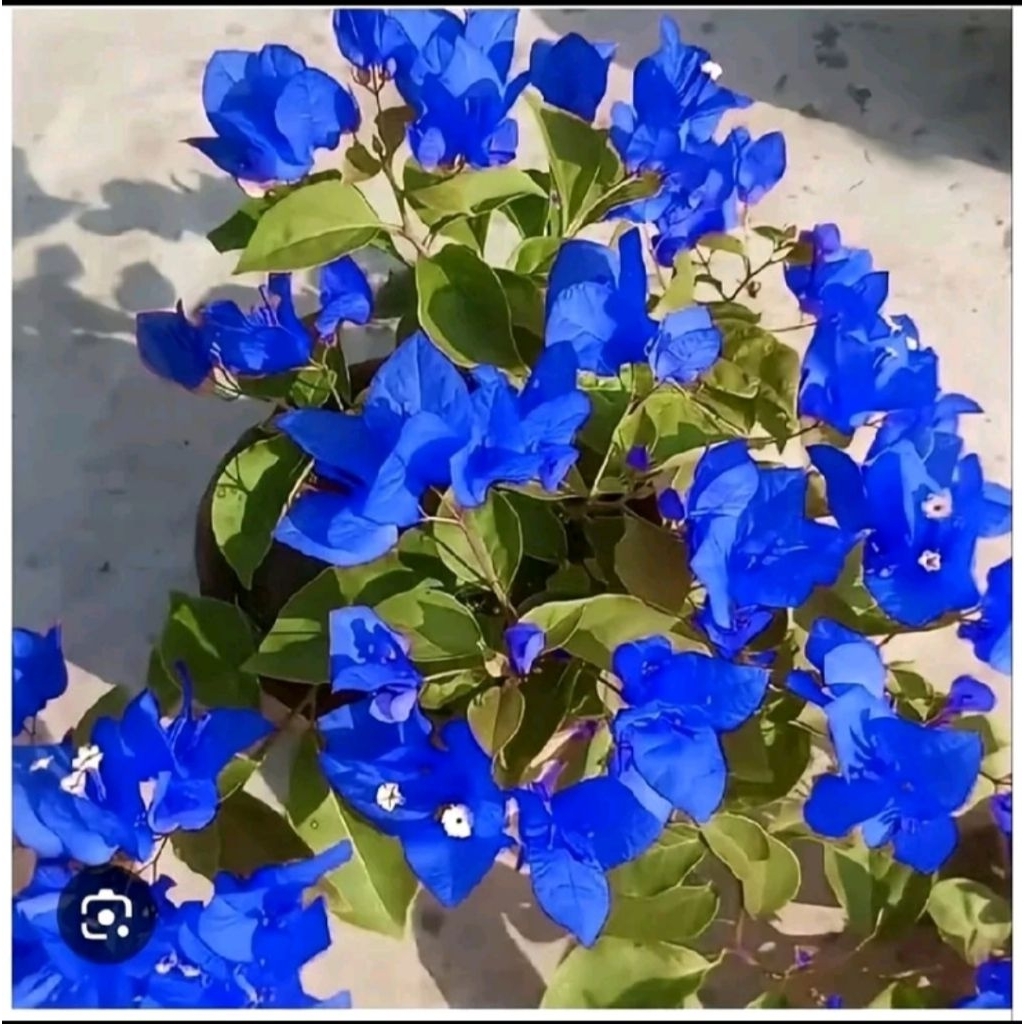 bibit bougenville warna biru cerah