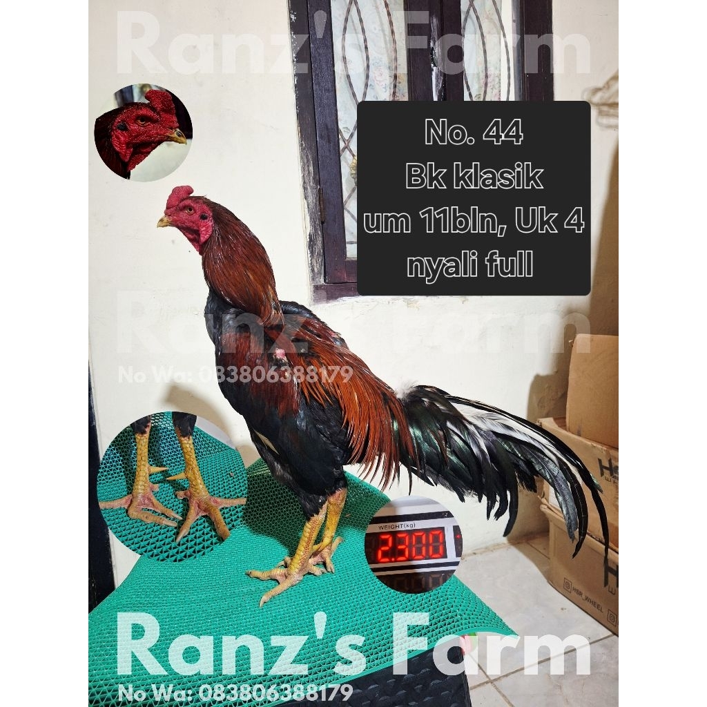 Ayam bangkok klasik