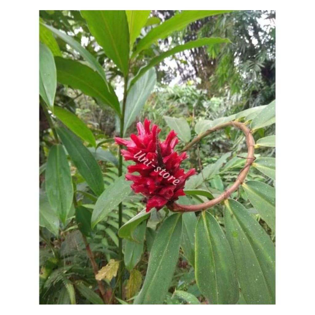 daun pancingan 1kg