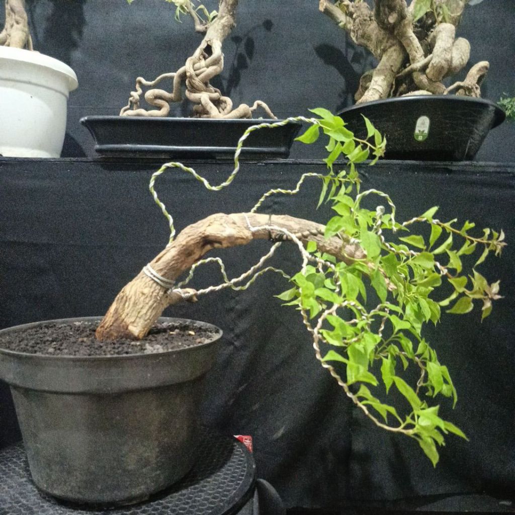 Bugenvil ekor musang merah