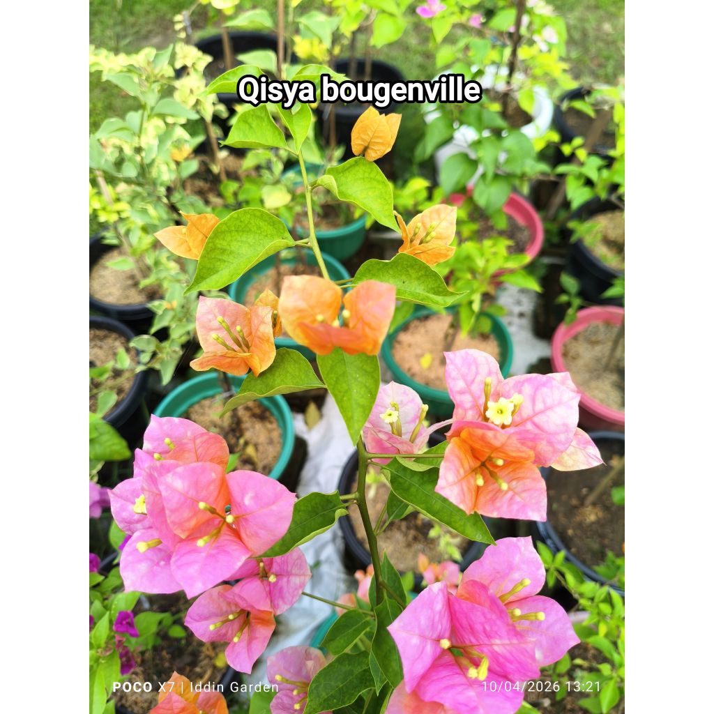 bougenville ori golden sunshine