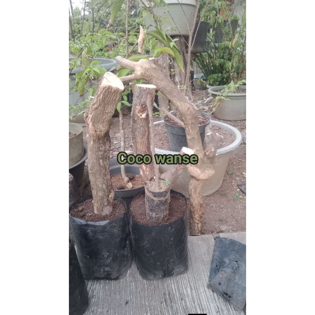 Bahan setek bougenville besar