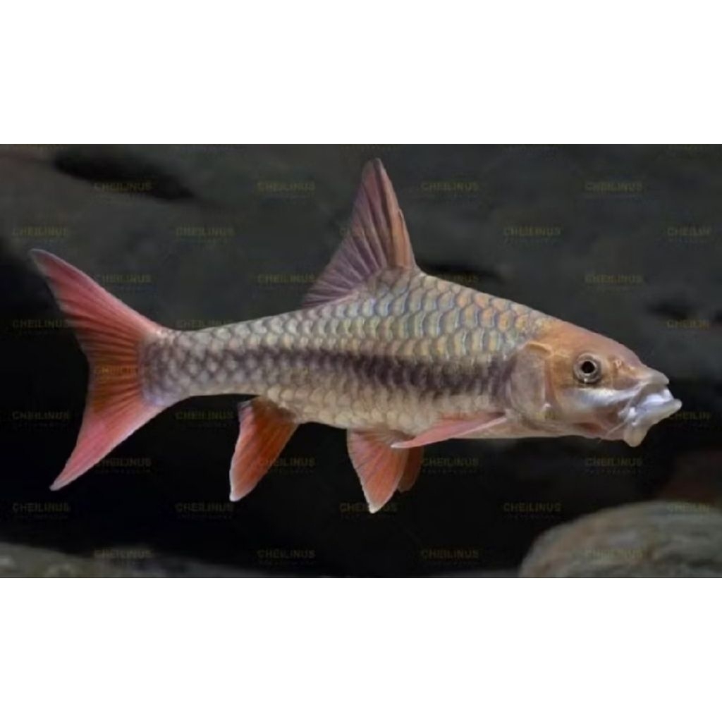 Tor Sinensis Semi Short Body SSB 19-20cm