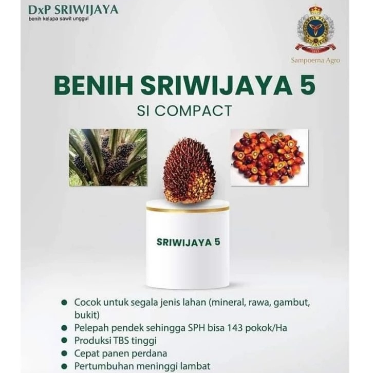 Benih kecambah sawit sriwijaya 5