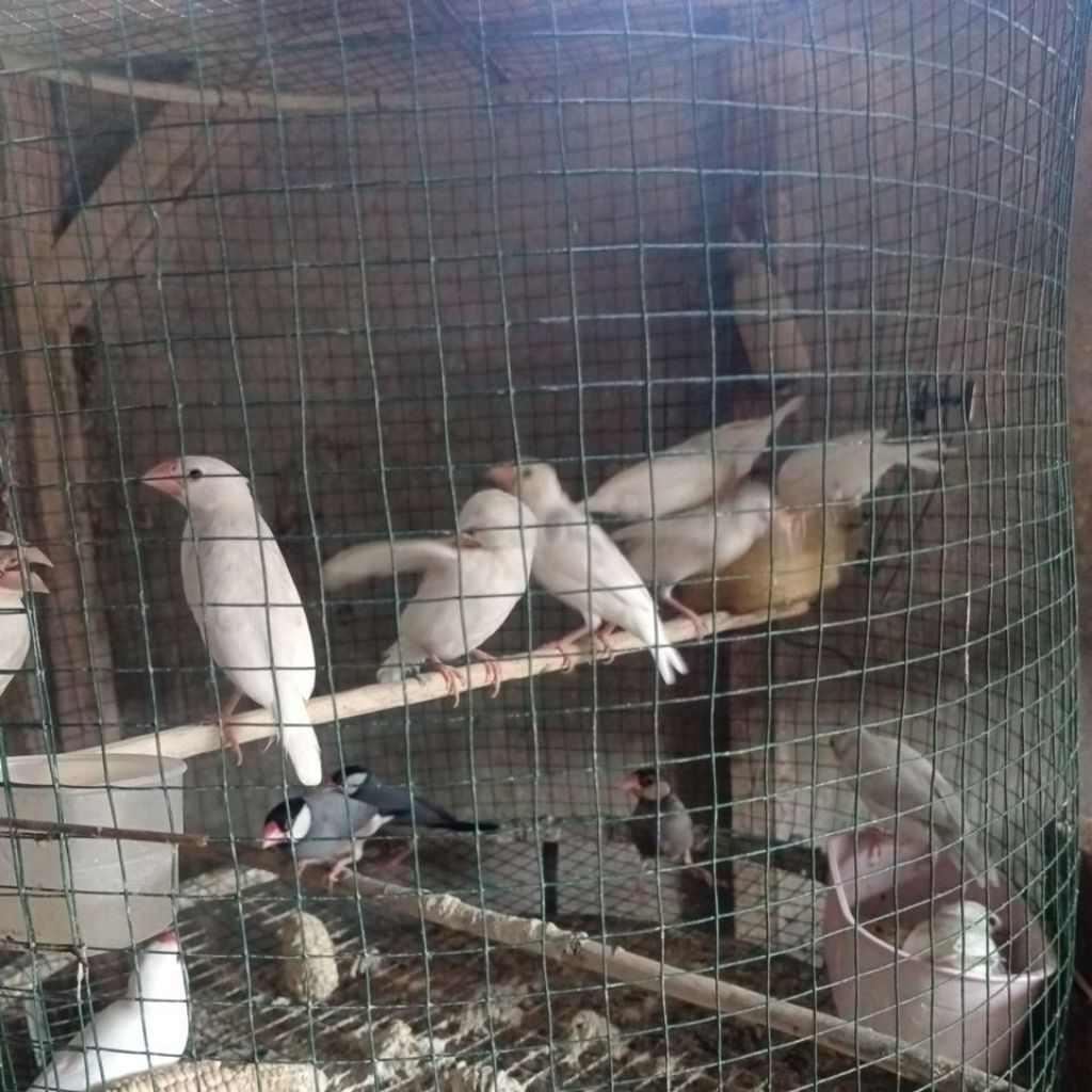 Burung Glatik Putih