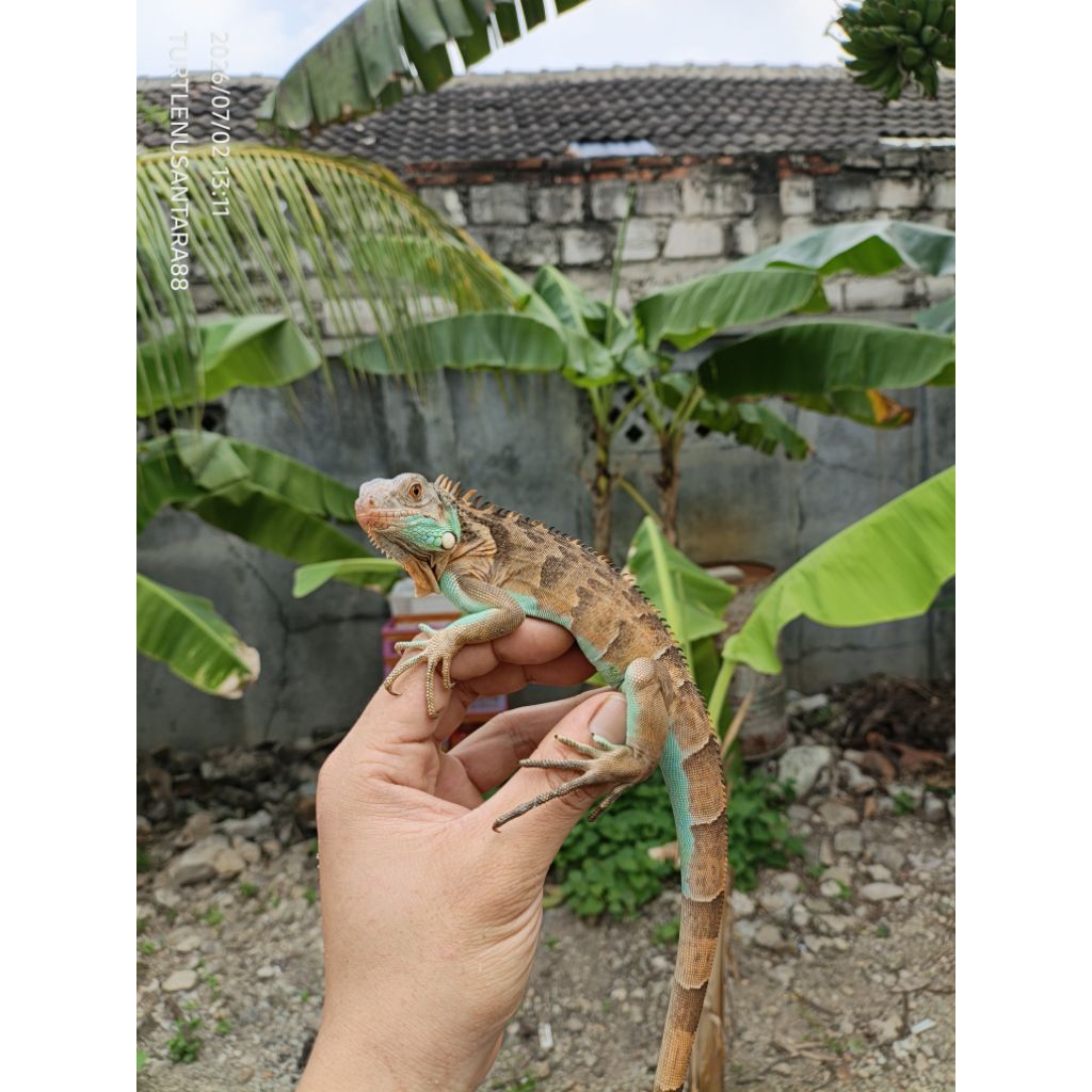 PELET IGUANA BLUE RED / RED AXA / IGUANA BLUE