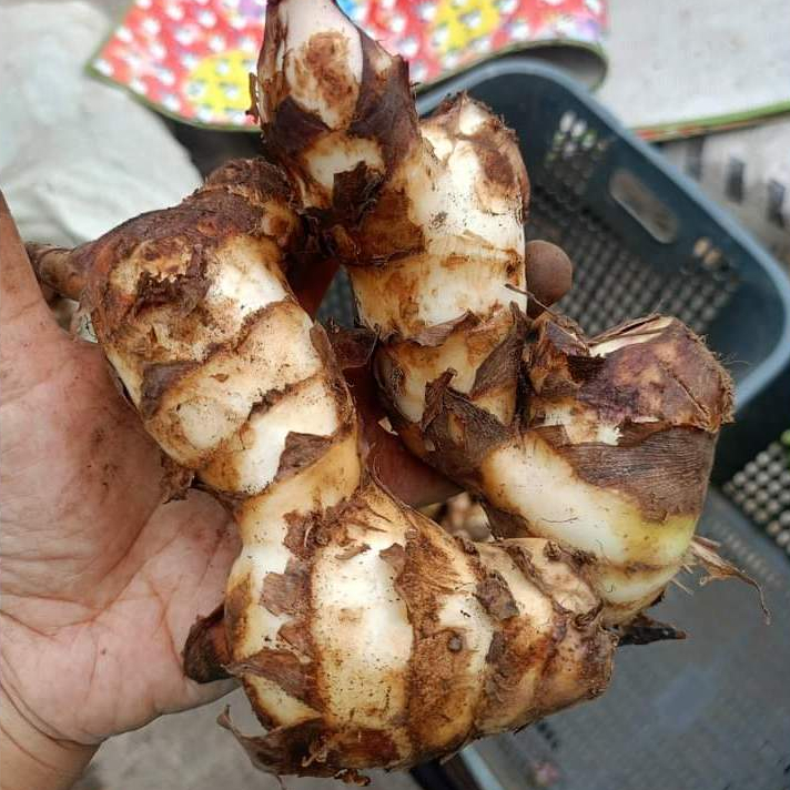 Umbi Ganyong 1kg Superfood Gluten Free Tinggi Fosfor
