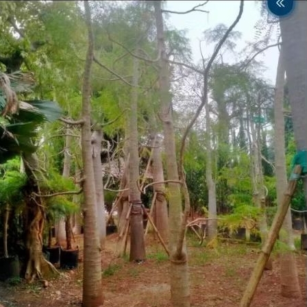 POHON KELOR AFRIKA (MORINGGA )