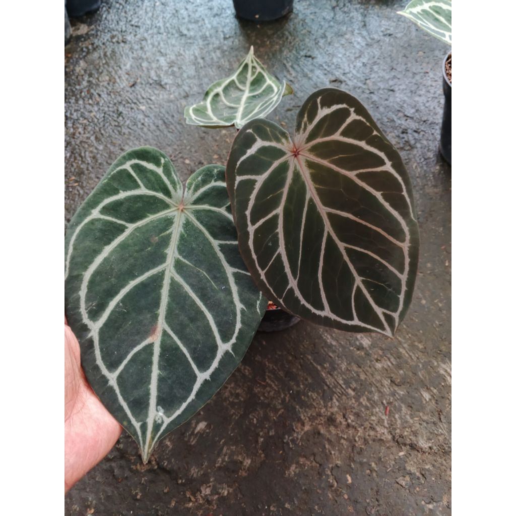 anthurium red tiger x black cristal