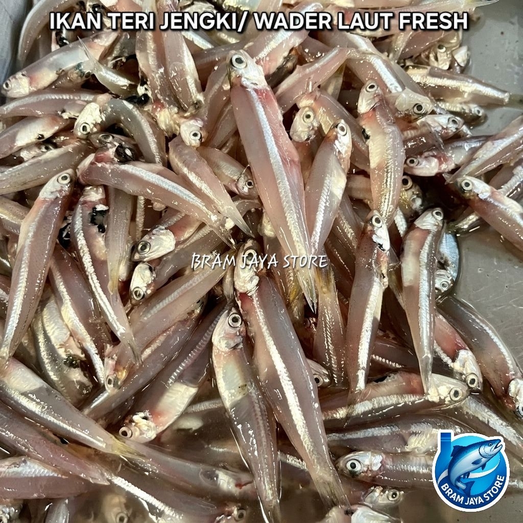 ikan teri jengki / wader laut fresh, empuk mudah di olah