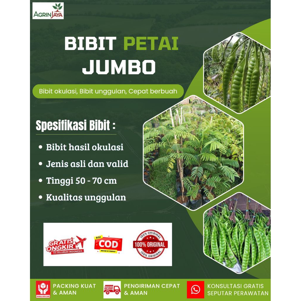 Bibit petai jumbo