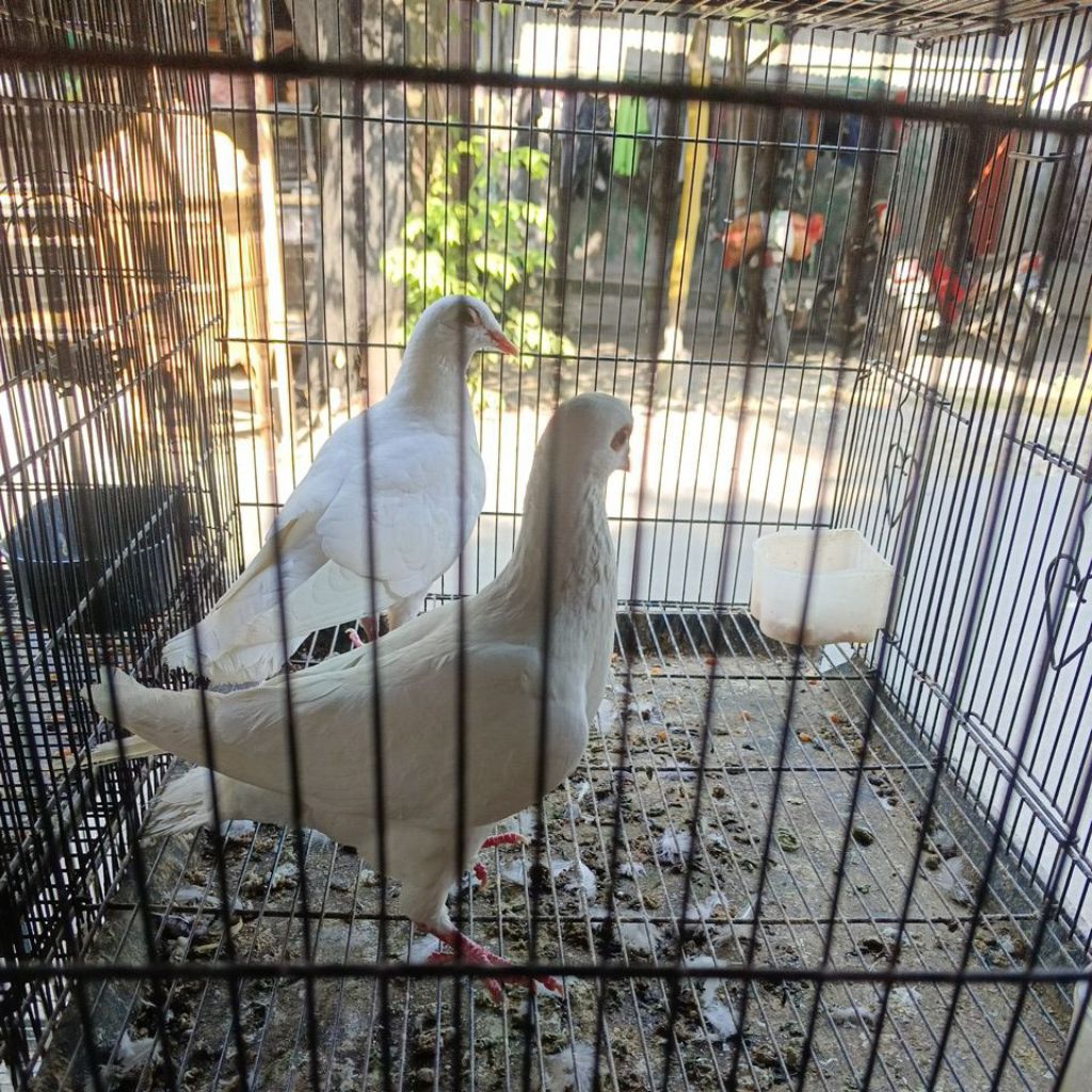 Merpati resing sepasang