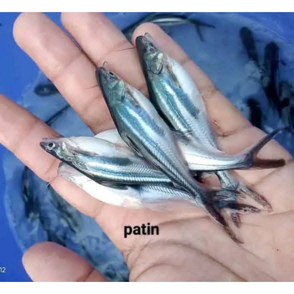 paket bibit patin 1000 ekor