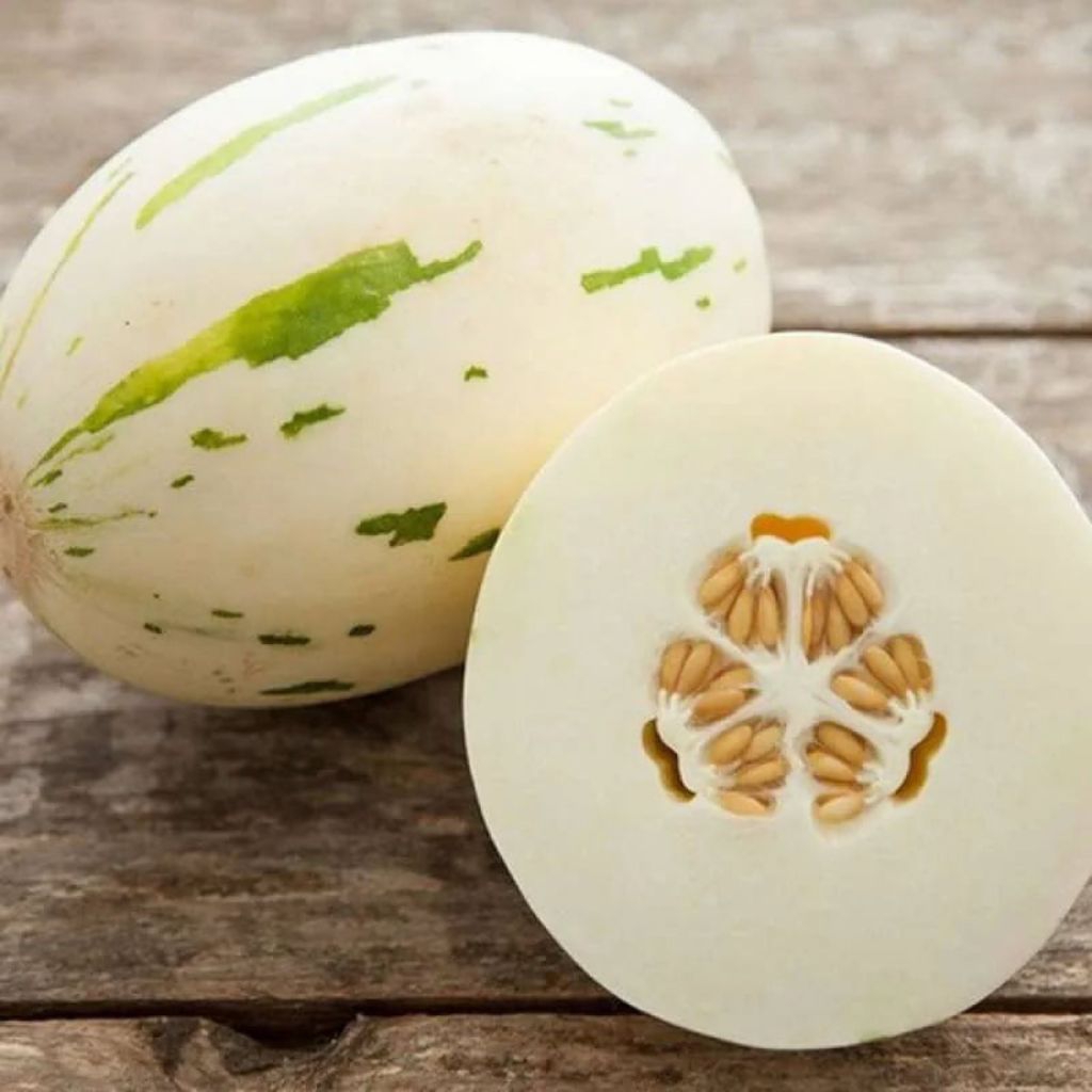 7 BUTIR BENIH / BIJI MELON DALMATIAN UNGGUL