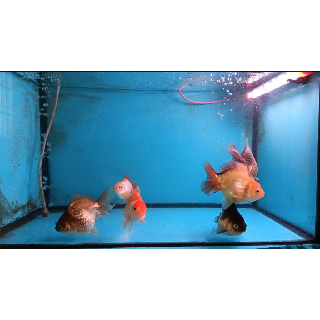 IKAN KOKI ORANDA OST SHORT BODY SIZE 9CM