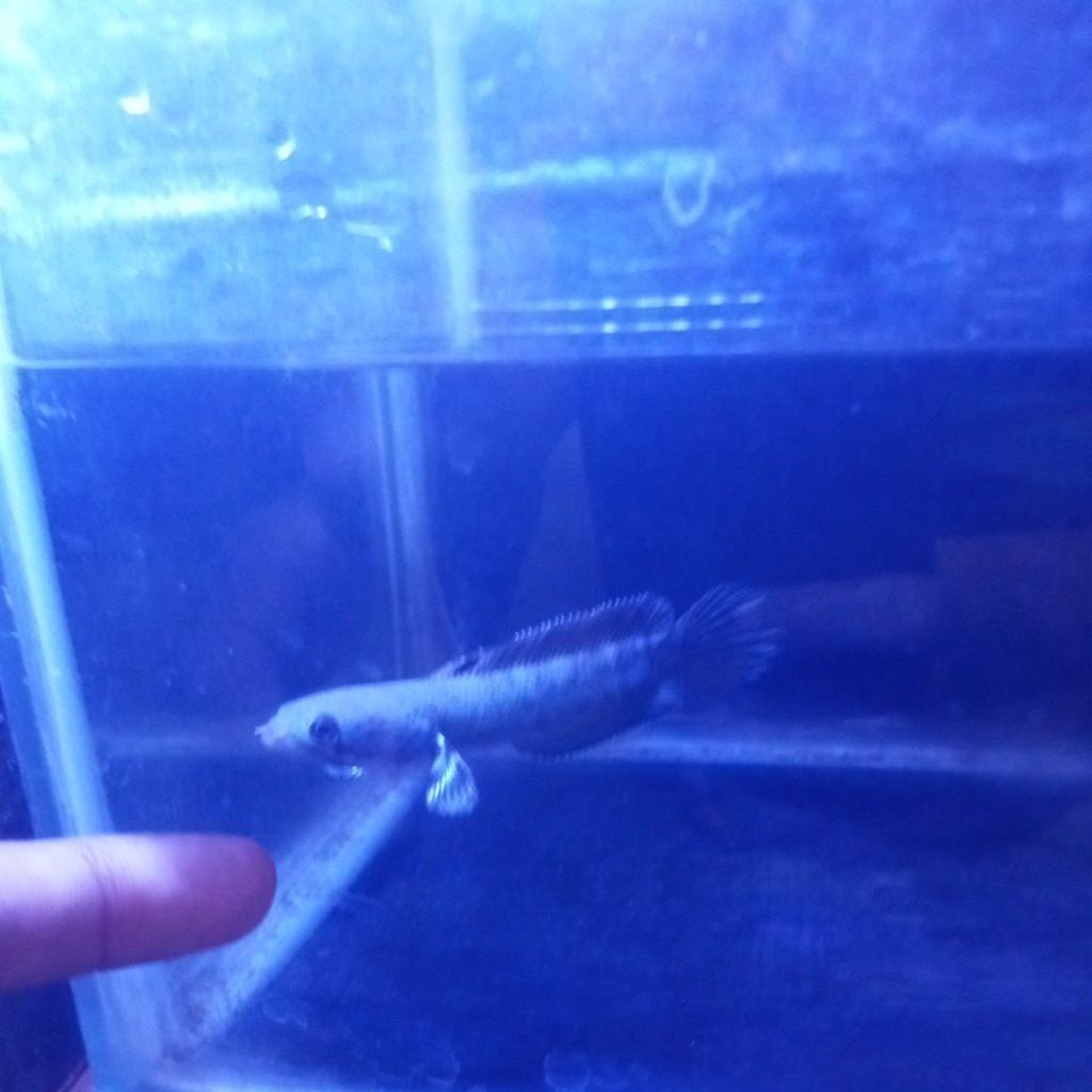 StikerBluePulchra 9-11cm
