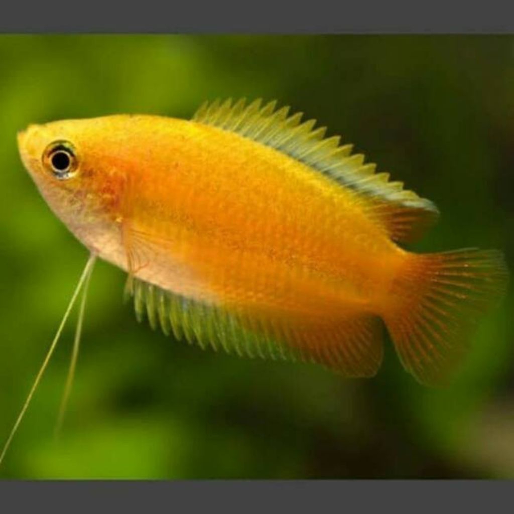 ikan sepat madu