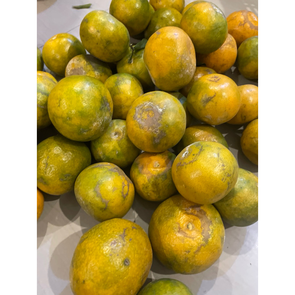 JERUK MADU SIAM MALANG (DIJAMIN MANIS)