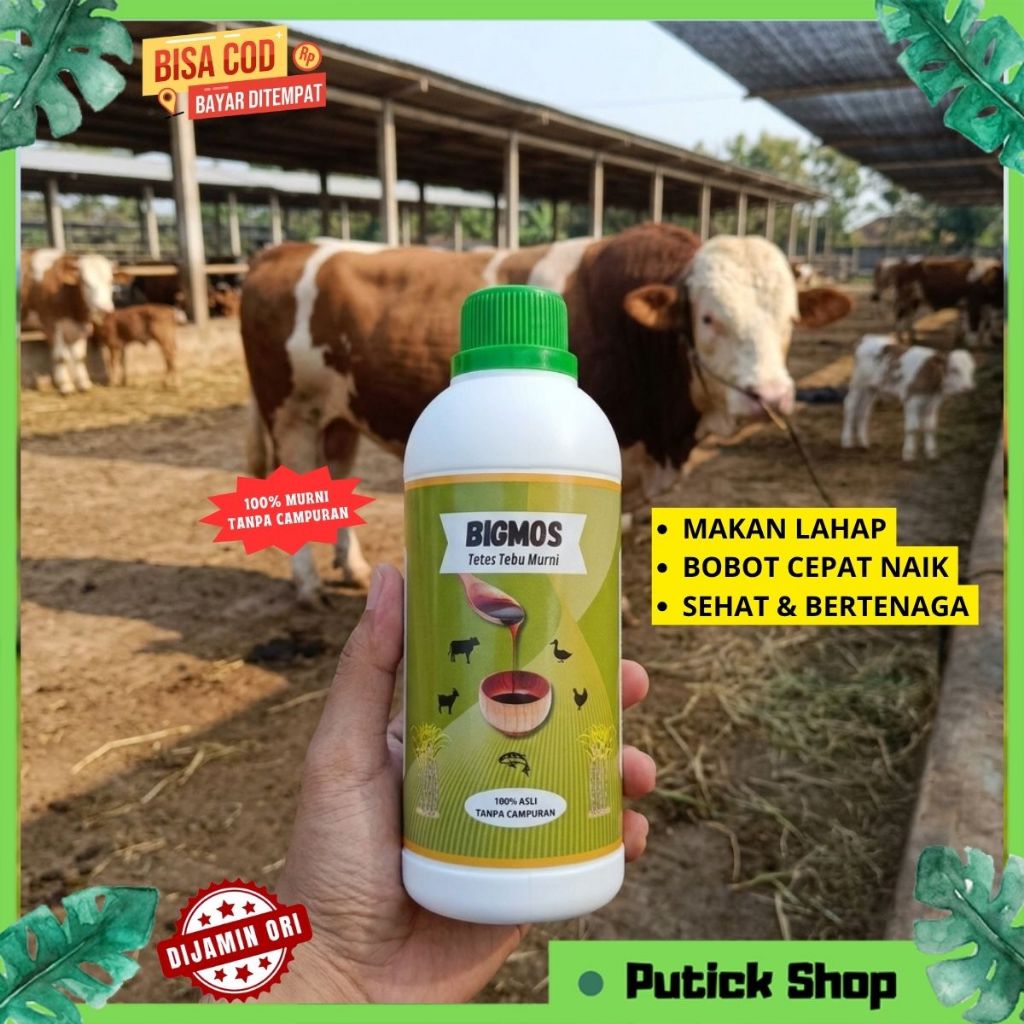 PENGGEMUK SAPI BIGMOS MOLASE TETES TEBU PENGGEMUK SAPI PENAMBAH NAFSU MAKAN TERNAK SAPI KAMBING