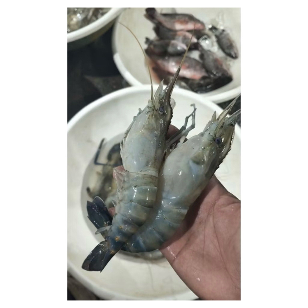 udang galah segar, udang galah jumbo isi 7-12 ekor per-kilo